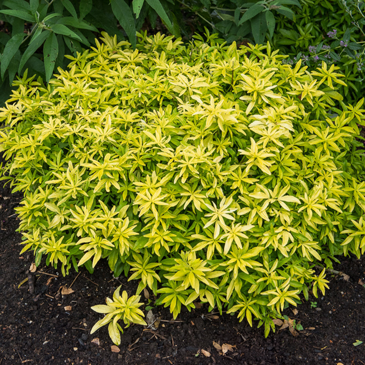 Mexicaanse oranjebloesem Goldfinger® - Choisya ternata Goldfinger ® - Bakker