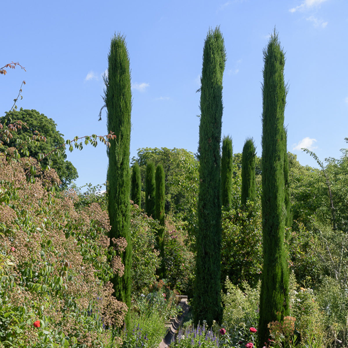 Italiaanse cipres Stricta - Cupressus sempervirens Stricta - Bakker