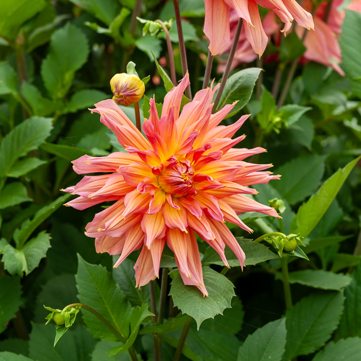 Decoratieve dahlia Omega - Dahlia Omega - Bakker
