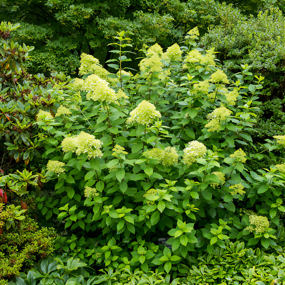 Hydrangea paniculata Limelight ® - Pluimhortensia Limelight® - Pluimhortensia