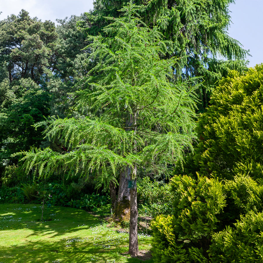 Lariks - Gewone lariks - Larix decidua