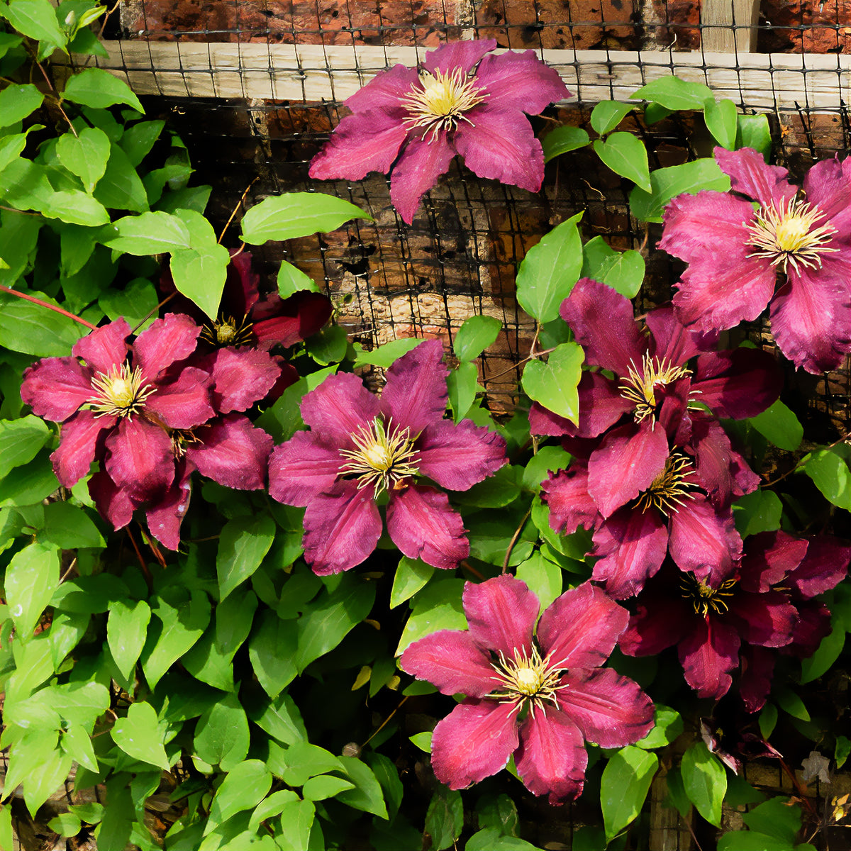 Bosrank 'Niobe' - Clematis Niobe - Bakker