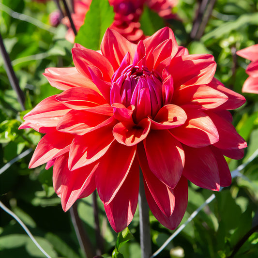 Decoratieve dahlia 'American Dawn' (x3) - Bakker