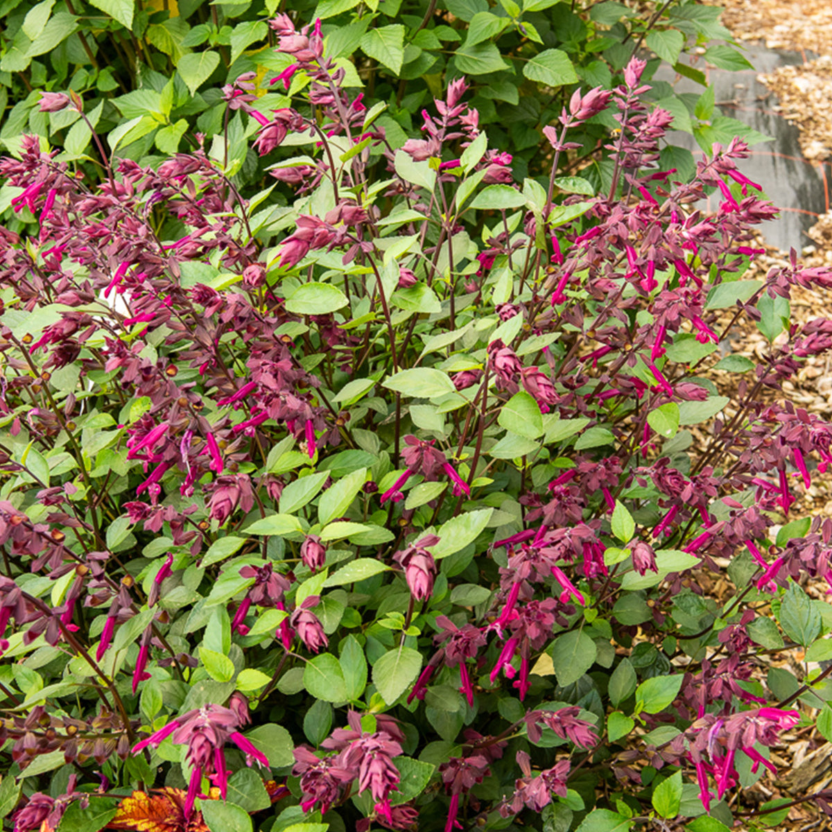 Salvia Love and Wishes ® - Hybride Salie Love and Wishes® - Salie