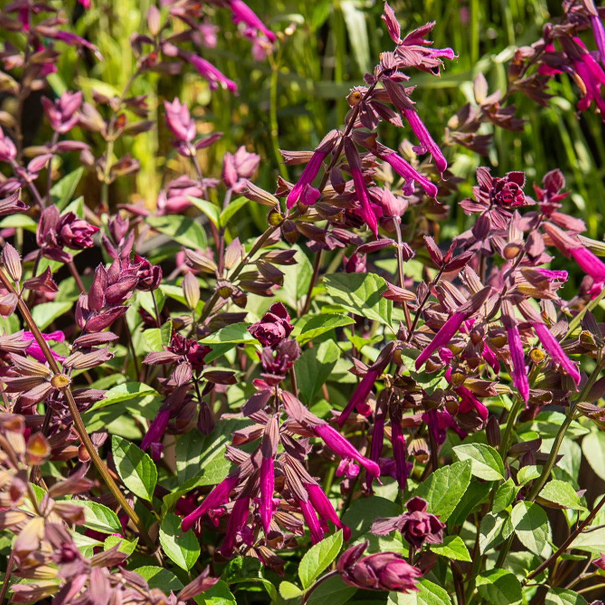 Hybride Salie Love and Wishes® - Salvia Love and Wishes ® - Bakker