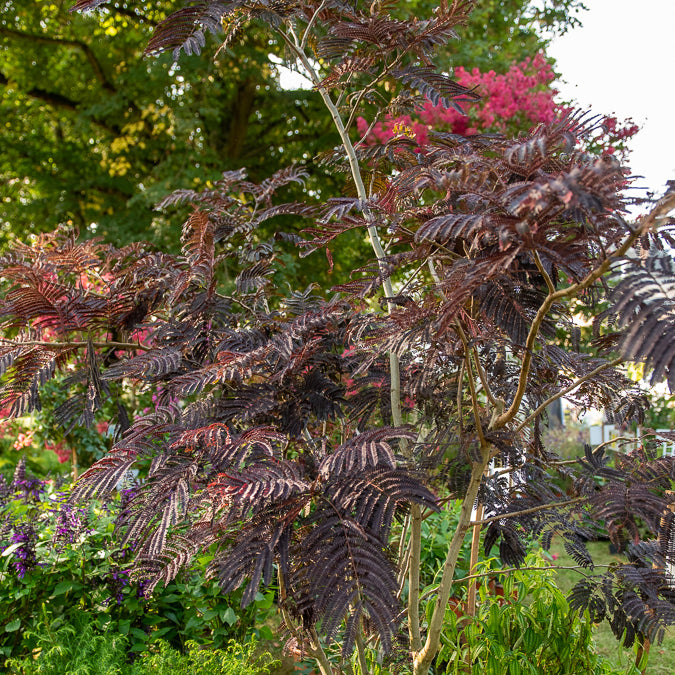 Bomen - Perzische slaapboom 'Summer Chocolate®' - Albizia julibrissin Summer Chocolate®