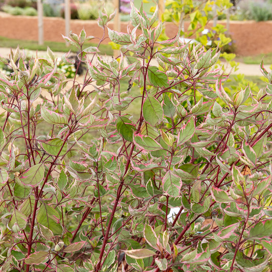 Witte Kornoelje Miracle® - Bakker