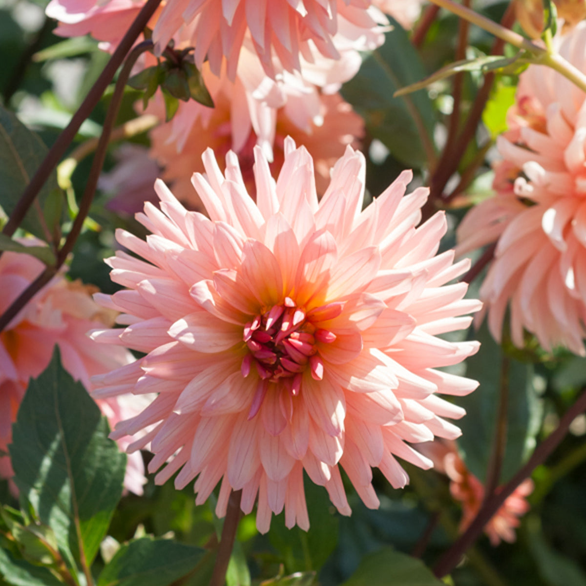 Cactus Dahlia Préférence - Bakker