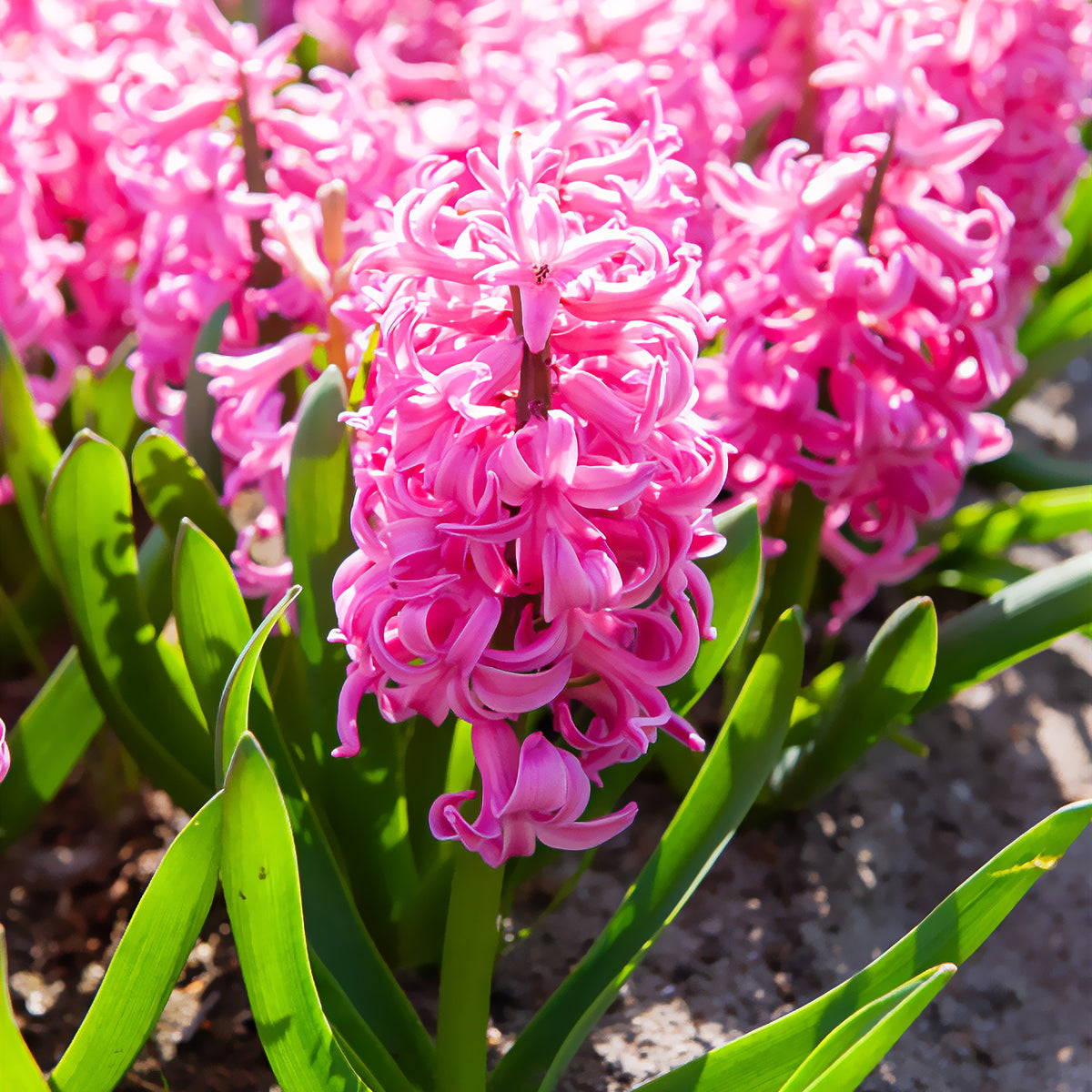 Hyacint Pink Pearl - Hyacinthus orientalis Pink Pearl - Bakker