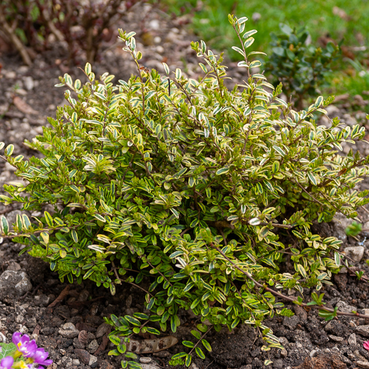 Struikkamperfoelie 'Lemon Beauty' - Bakker