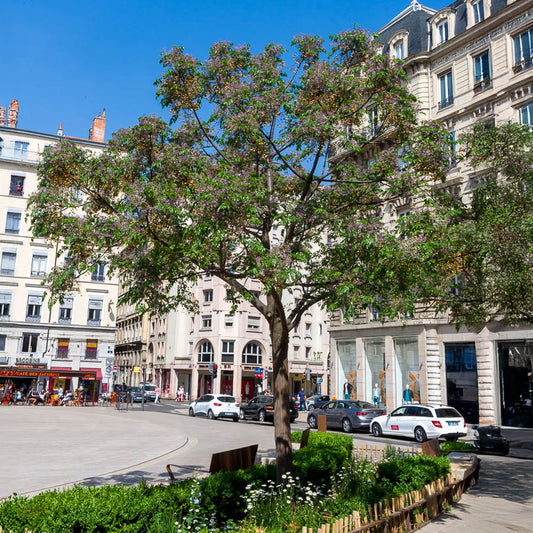 Melia azedarach / Kralenboom - Bakker