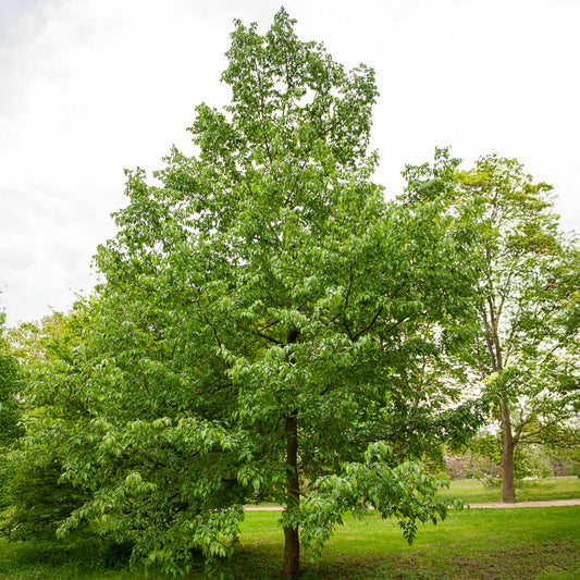 Europese hopbeuk - Bakker