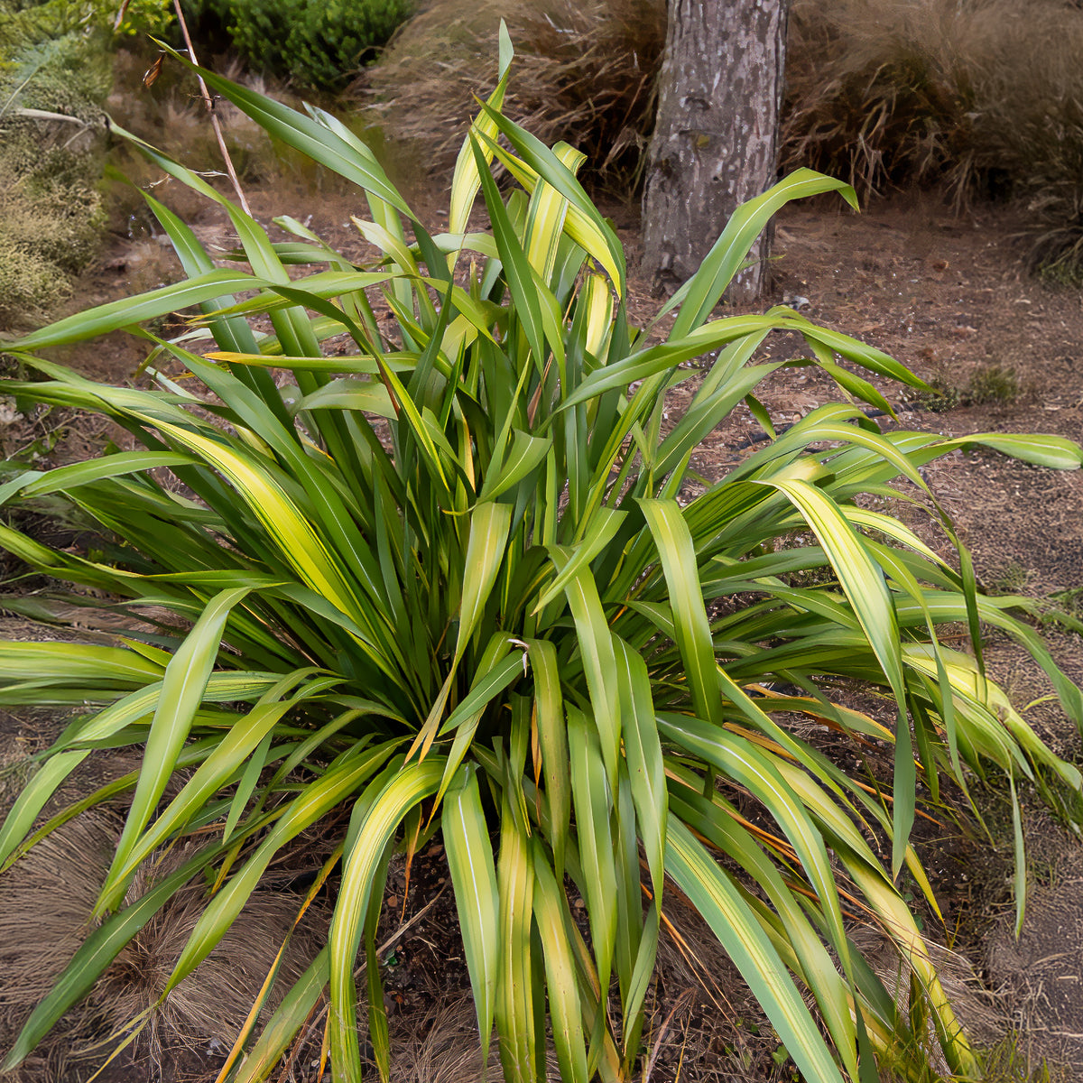Nieuw-Zeelands vlas 'Yellow wave' - Bakker