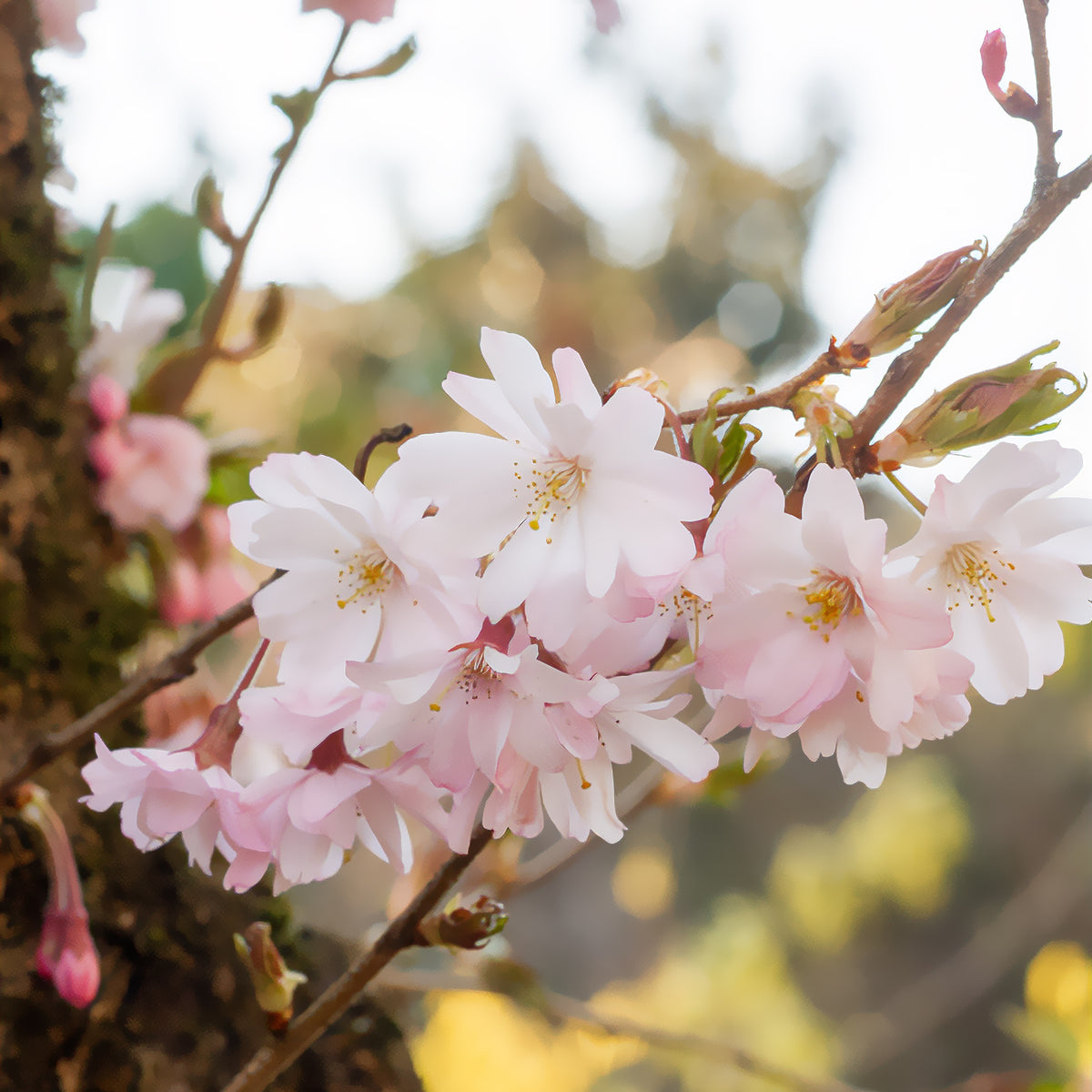 Roze winterkers - Prunus subhirtella Autumnalis Rosea - Bakker