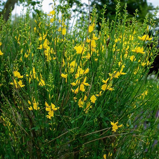 Spaanse Brem - Bakker
