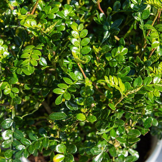 Japanse peperboom - Bakker