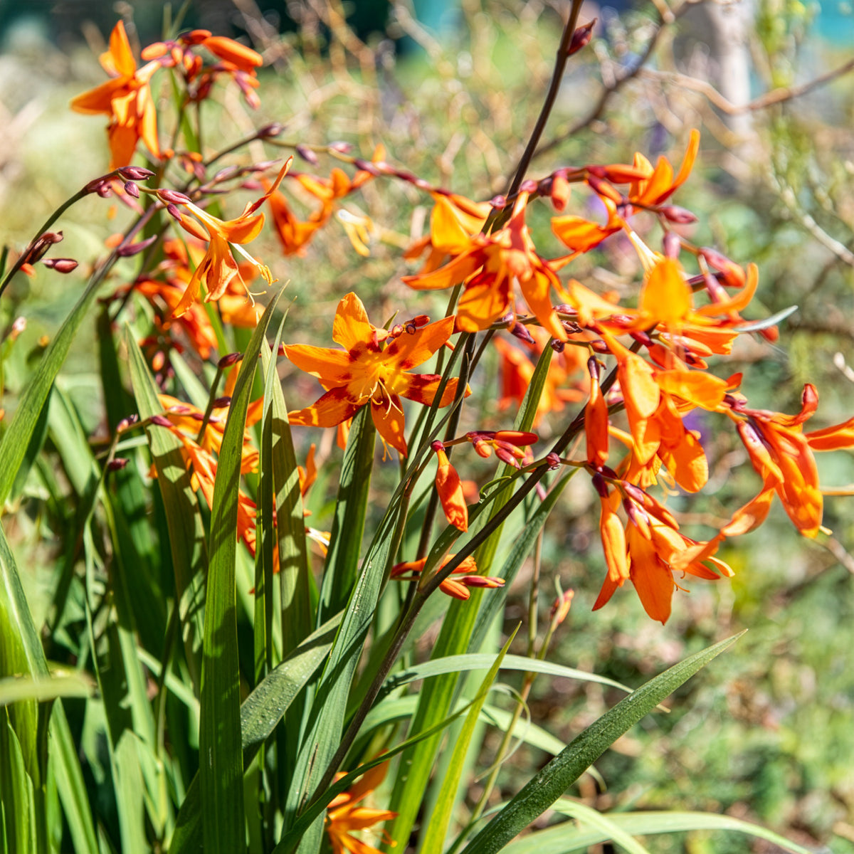 Crocosmia 'Emily McKenzie' - Crocosmia Emily Mckenzie - Bakker