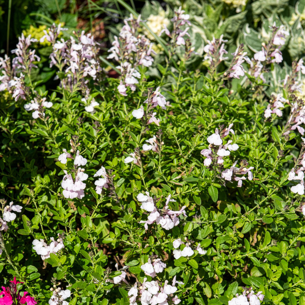 Salie Magical® Donau Kolmadon - Salvia jamensis Magical® Donau Kolmadon - Bakker