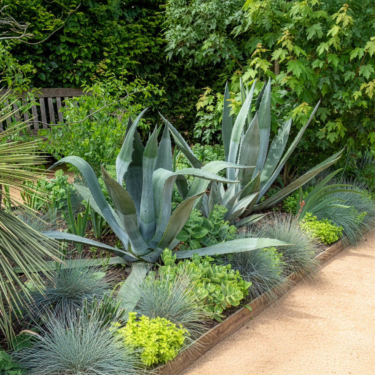 Agave Americana / Eeuwplant - Agave americana - Bakker
