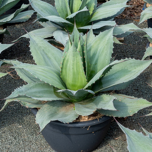 Agave ovatifolia Vanzie - Bakker