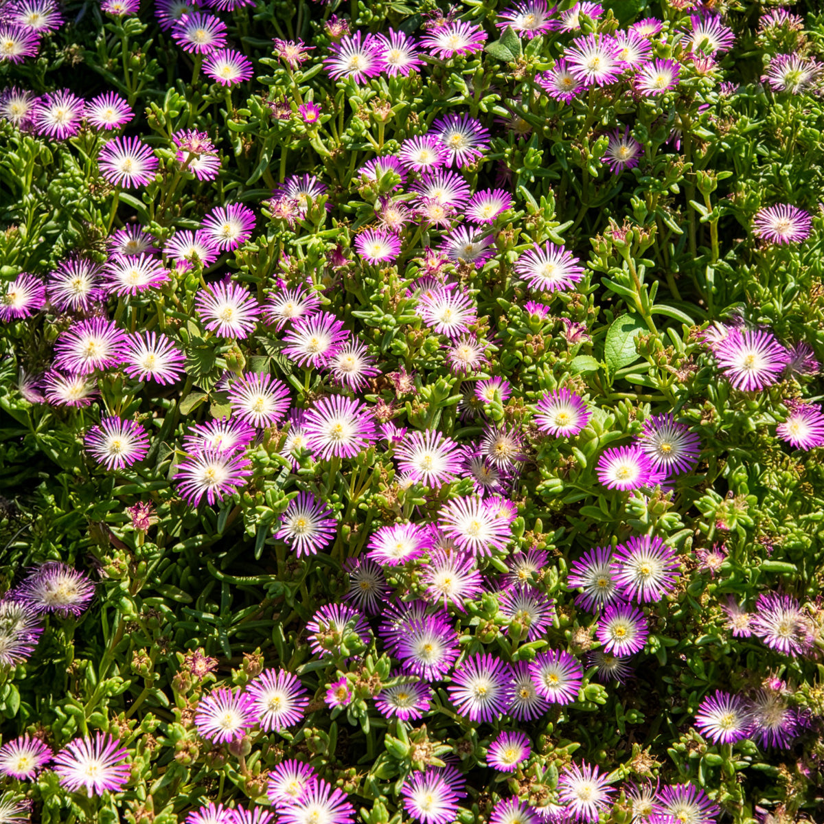 Delosperma Wheels of Wonder® Violet - Ijsbloem Wheels of Wonder® Violet - Vaste bodembedekkers