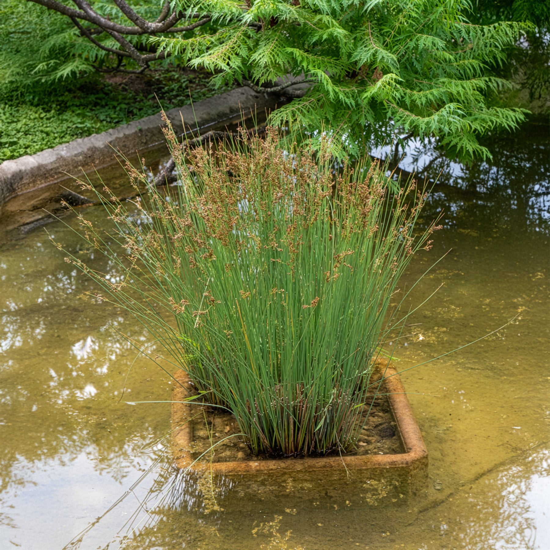 Pitrus - Juncus effusus