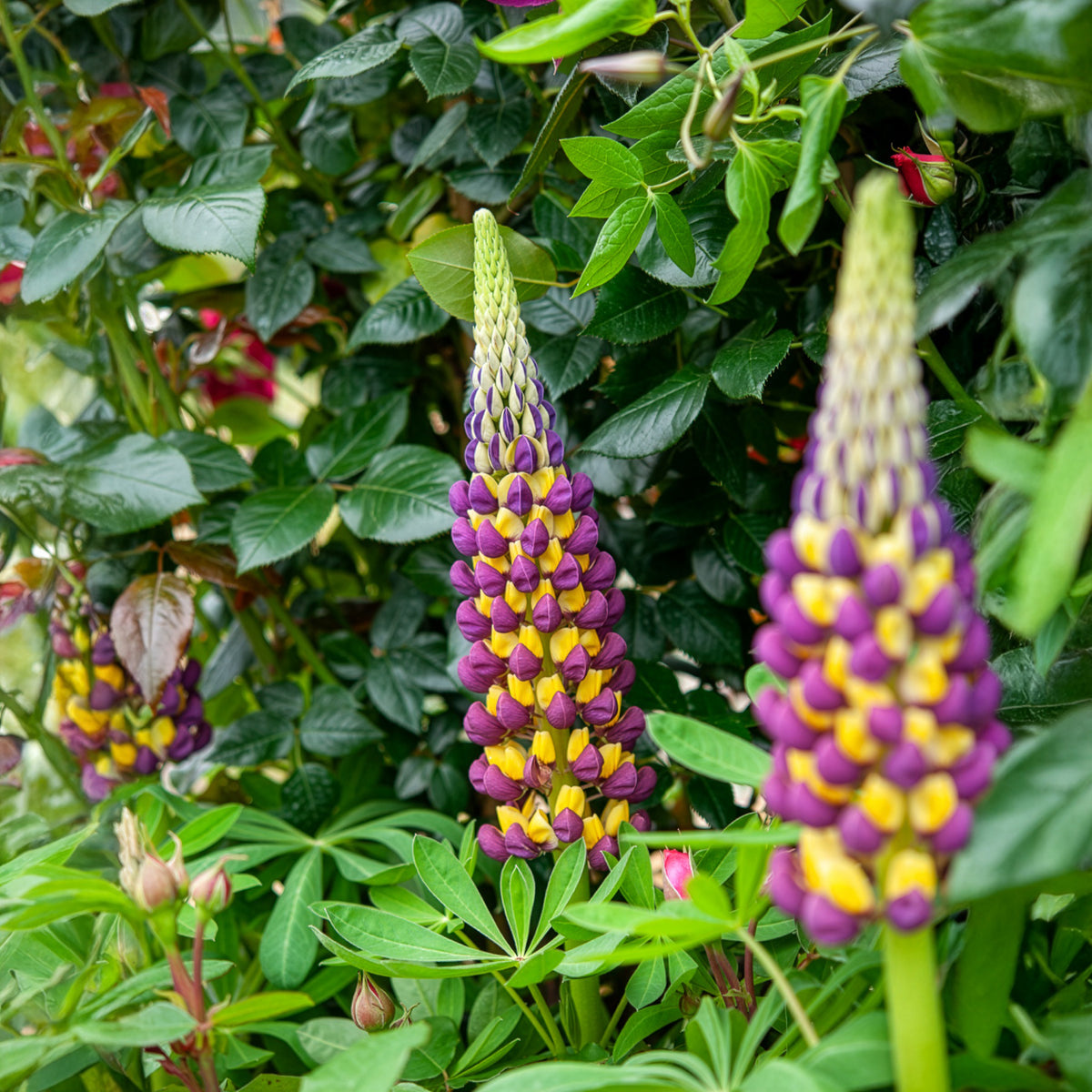 Lupine - Lupine Manhattan Lights® - Lupinus Manhattan Lights®