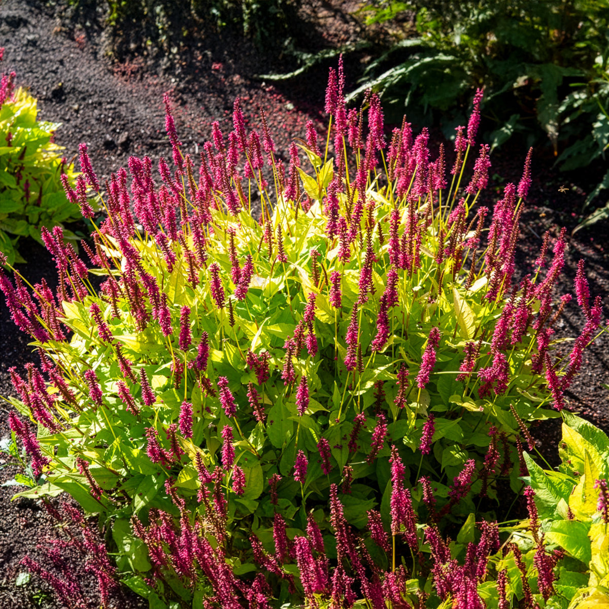 Persicaria amplexicaulis Golden Arrow - Duizendknooop Golden Arrow - Persicaria - Duizendknoop