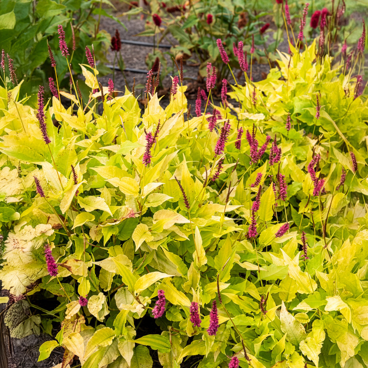 Duizendknooop Golden Arrow - Persicaria amplexicaulis Golden Arrow - Bakker