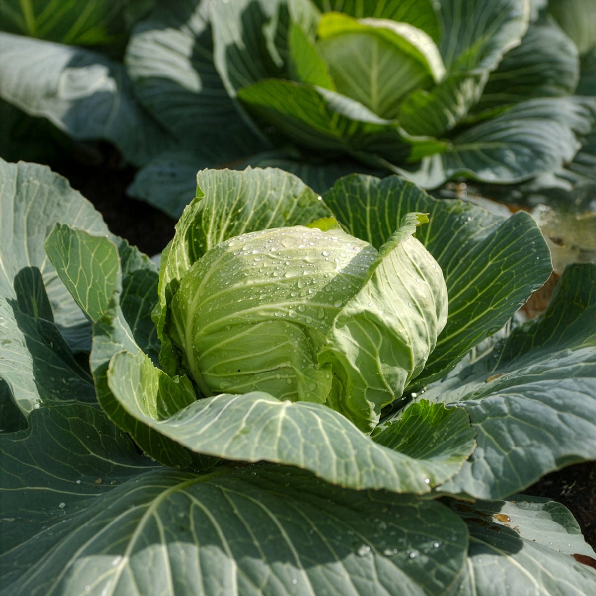 Brassica oleracea capitata Tête de Pierre F1 - Witte kool Tête de Pierre F1 - Moestuinplanten