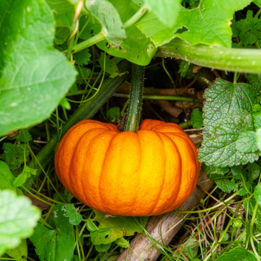 Courgette Jack be little - Bakker