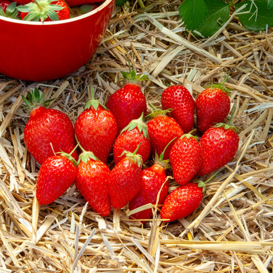 Aardbei Ciflorette - Bakker