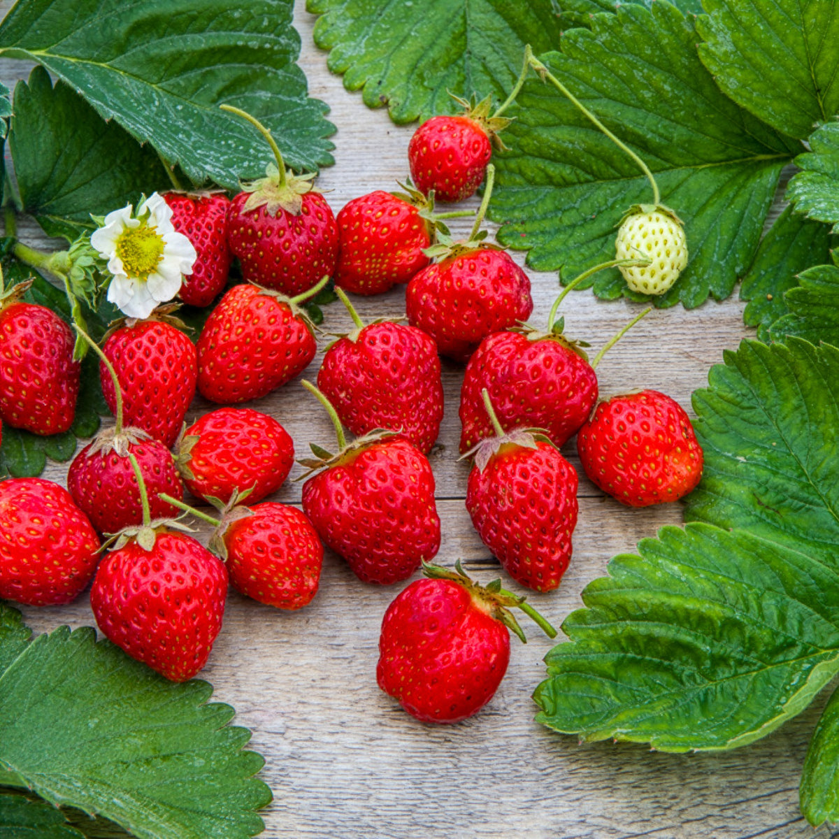 Aardbei Gento Nova - Fragaria × ananassa Gento Nova - Bakker