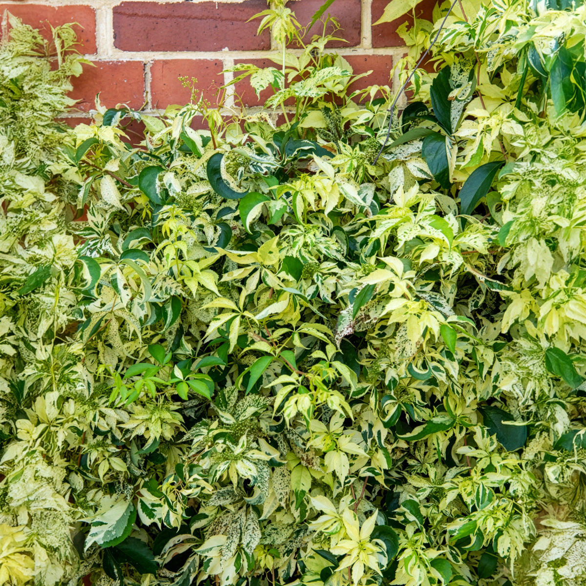 Parthenocissus quinquefolia Star shower® Mooham - Wilde Wingerd Monham Star shower® - Klimplanten
