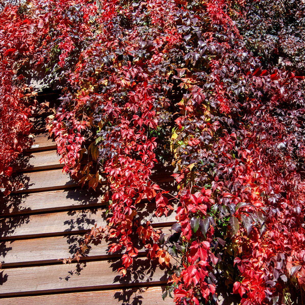 Wilde Wingerd Red Wall - Parthenocissus quinquefolia Red Wall® Troki - Bakker