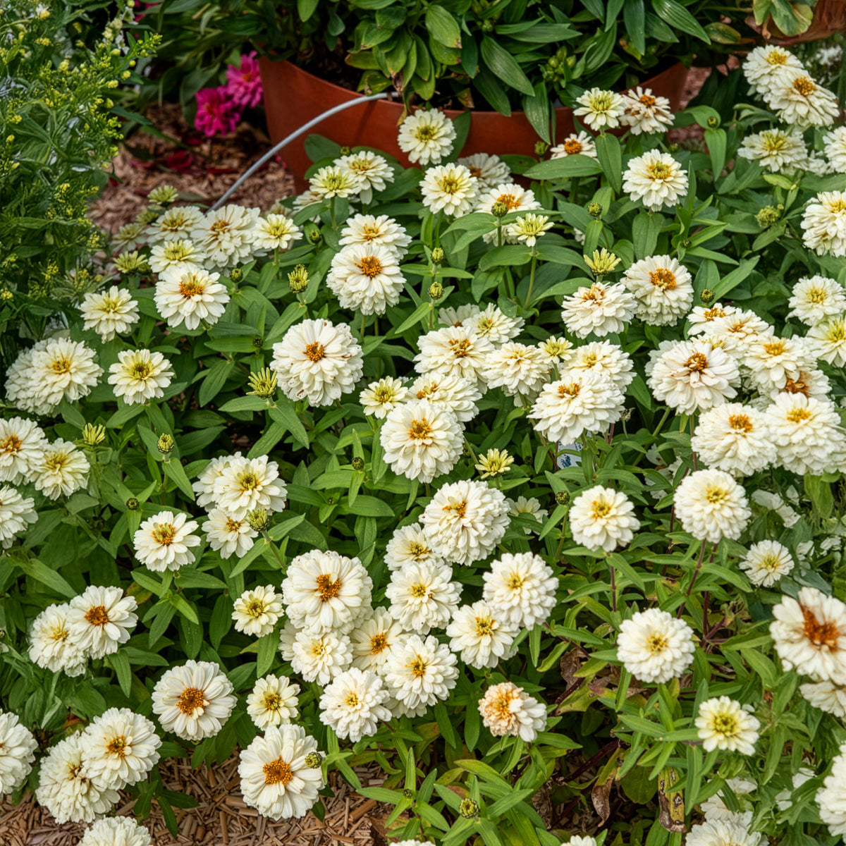 Zinnia elegans white - Witte Zinnia - Balkon- en terrasbloemen