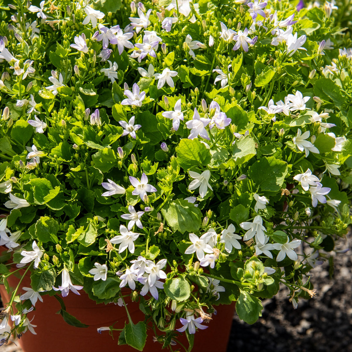Weiße Polster-Glockenblume - Bakker