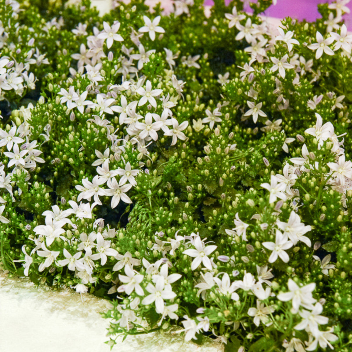 Weiße Polster-Glockenblume - Campanula portenschlagiana - Bakker