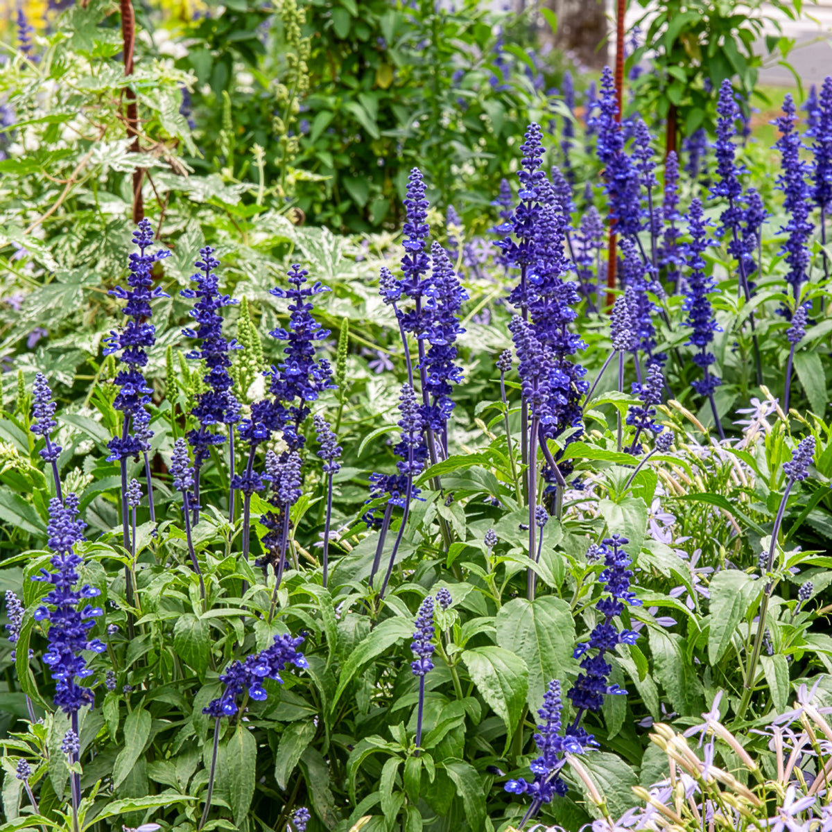 Meelsalie - Salvia farinacea - Bakker