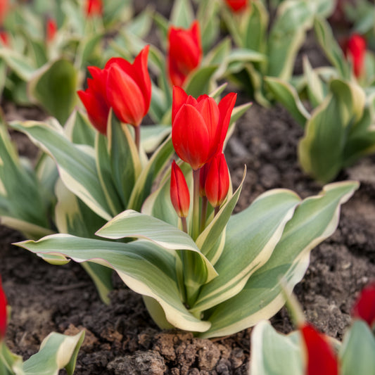 Botanische tulp Unicum - Bakker
