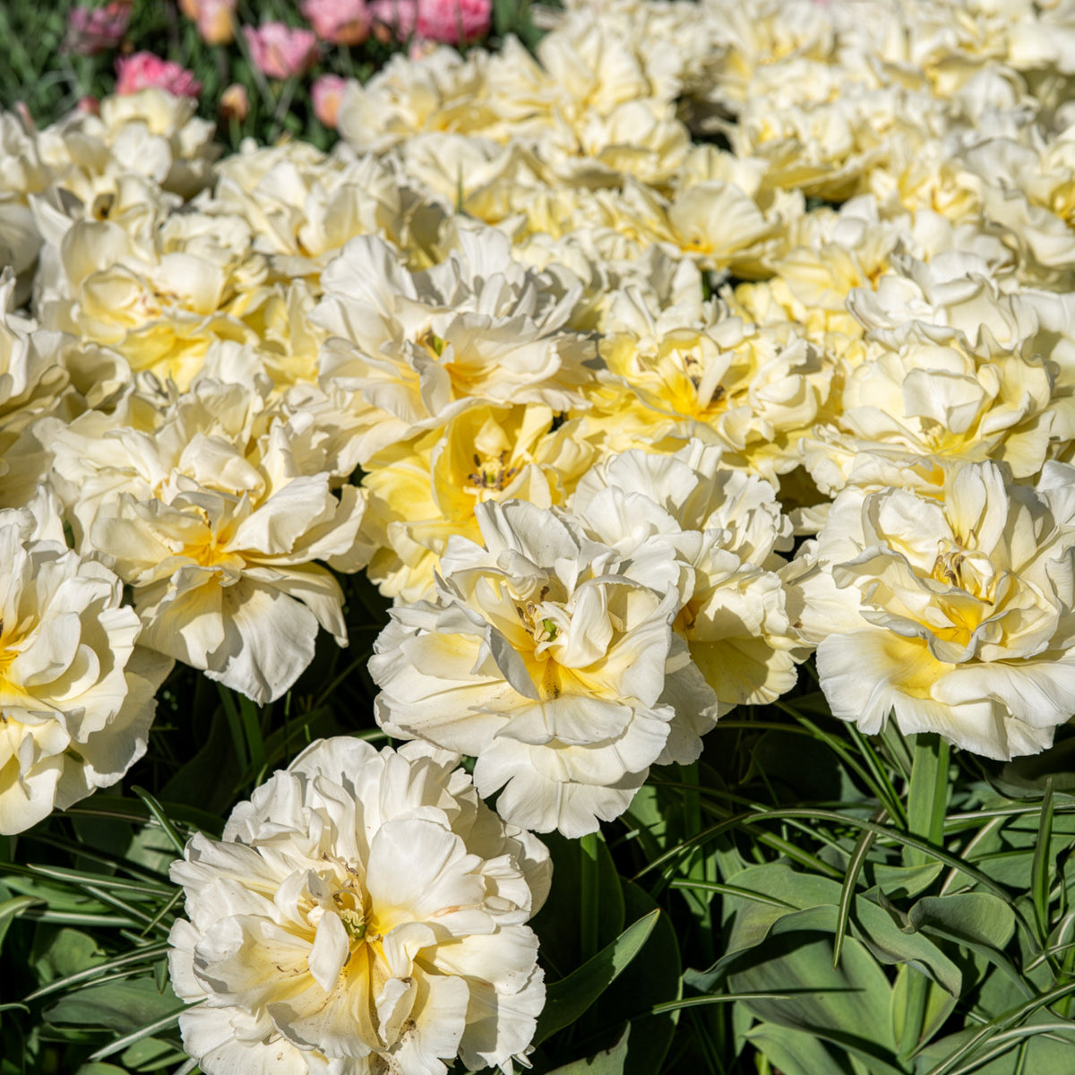 Dubbele vroege tulp Mondial - Tulipa Avant-garde - Bakker