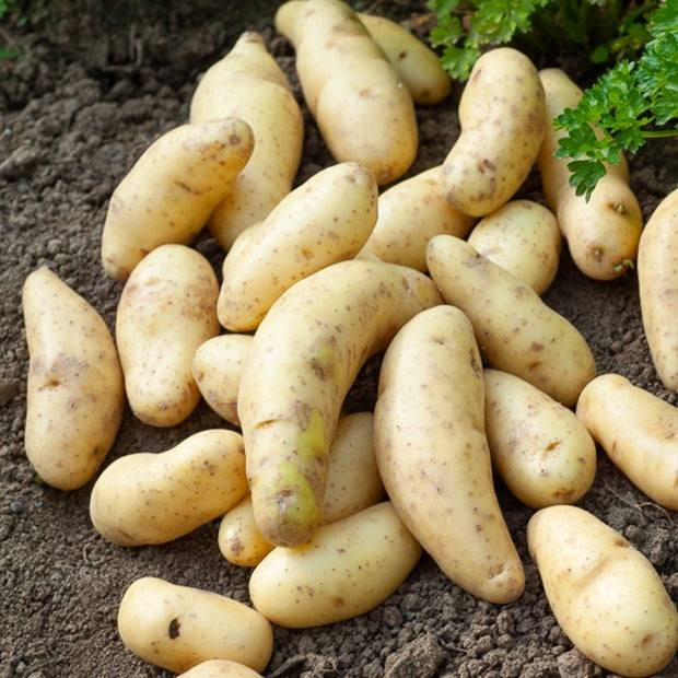 Aardappelplanten - Aardappel 'Ratte' (x25) - Solanum tuberosum ratte
