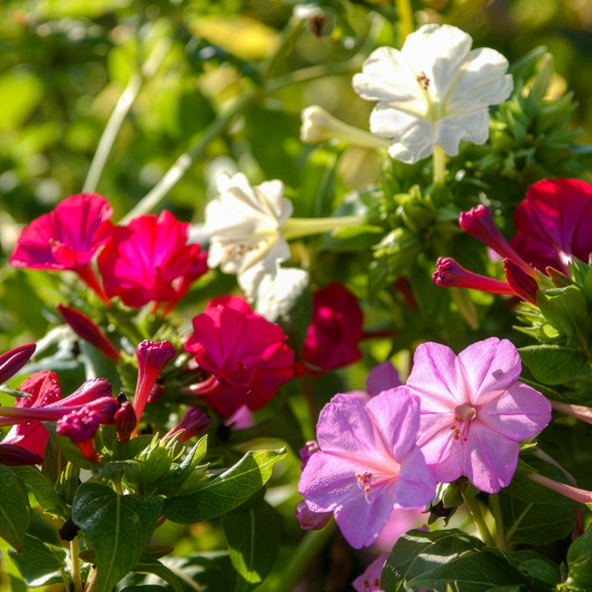 Mirabilis jalapa - Nachtschone - Mix (x6) - Vaste planten