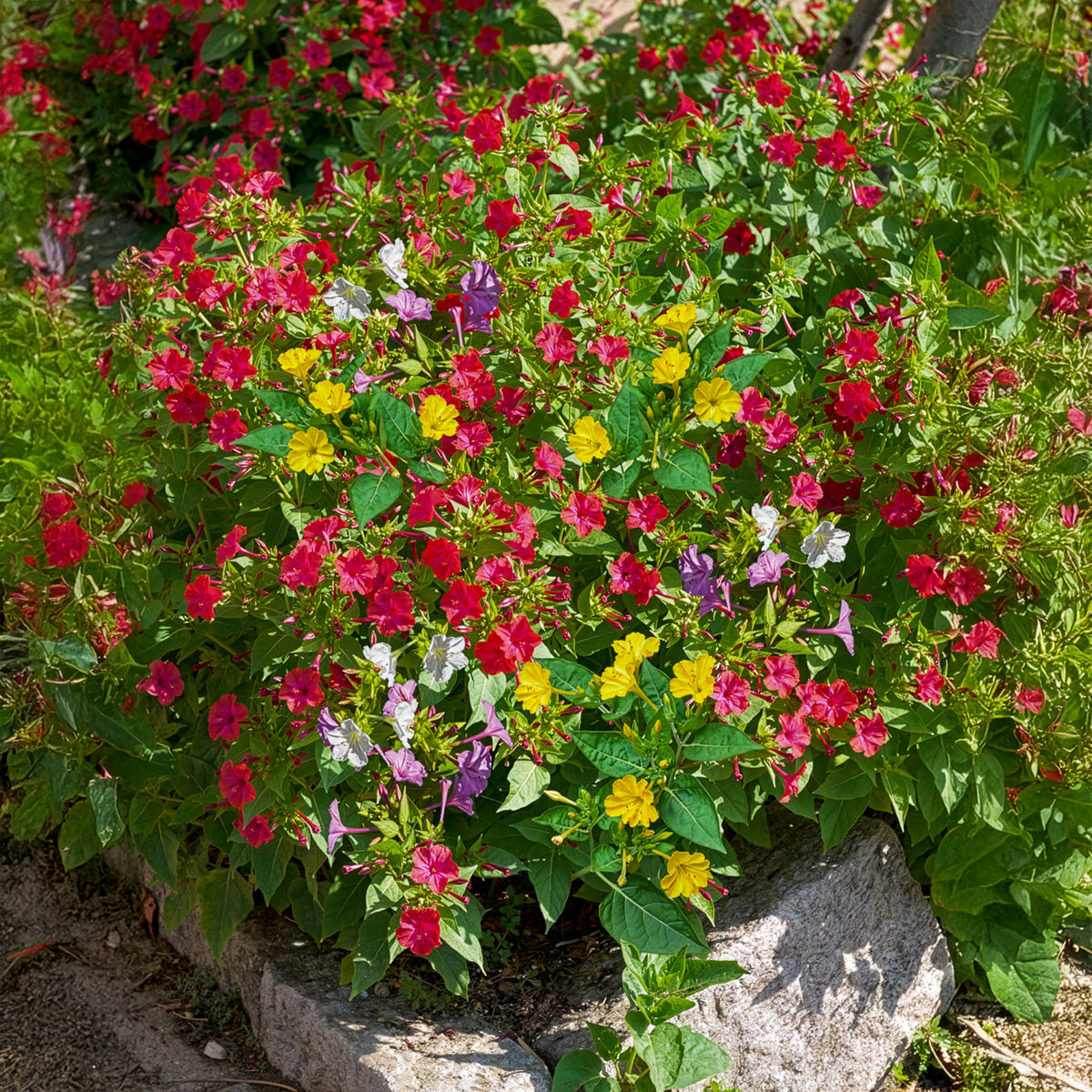 Nachtschone - Mix (x6) - Mirabilis jalapa - Bakker