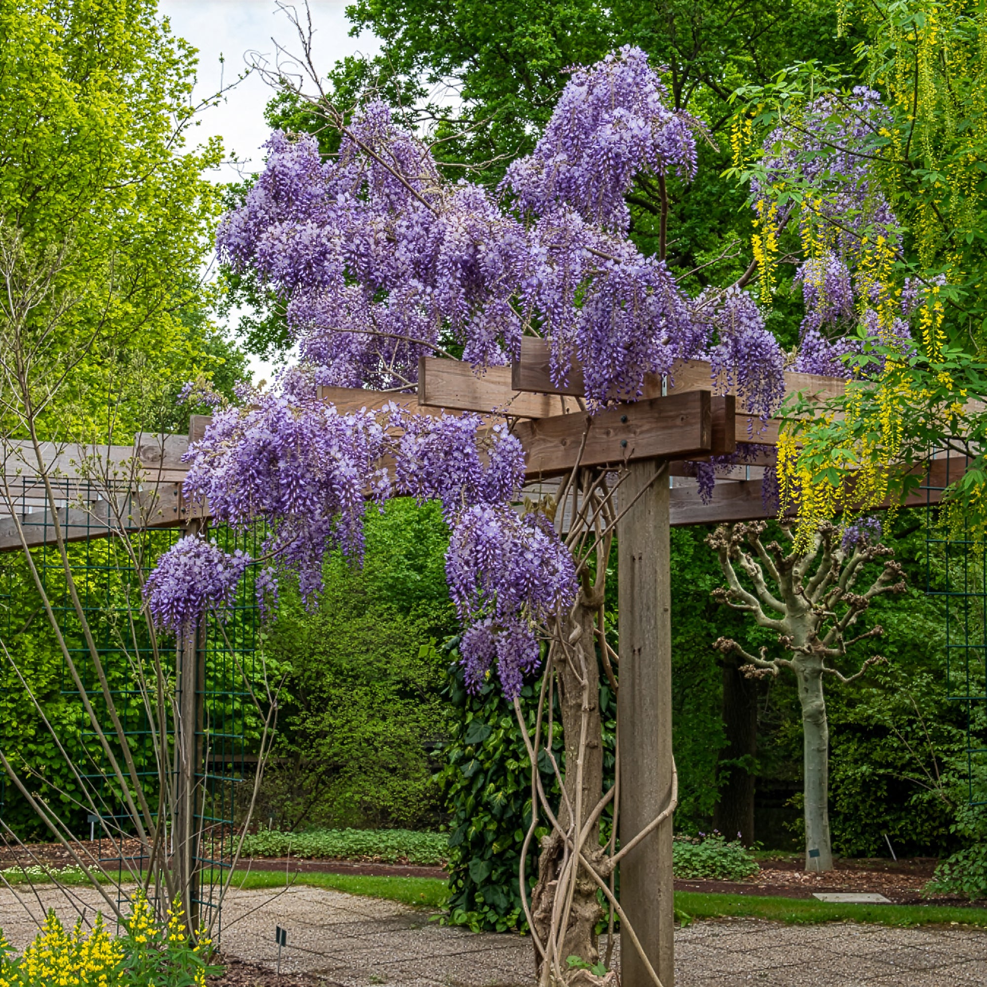 Blauwe regen 'Prolific' - Wisteria sinensis Prolific