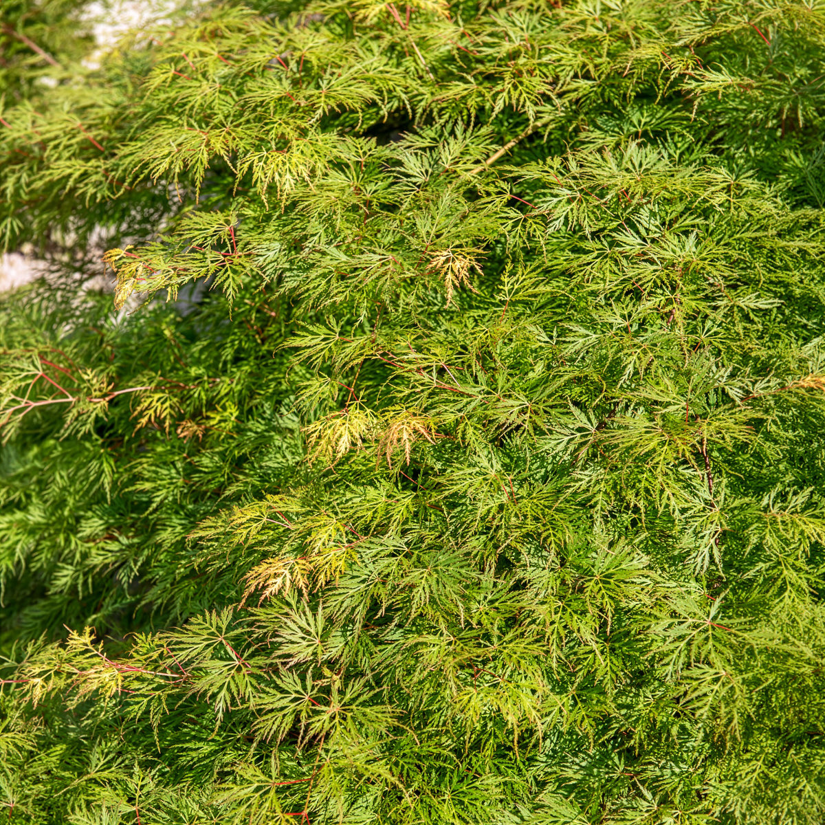 Verkoop Japanse esdoorn 'Emerald Lace'