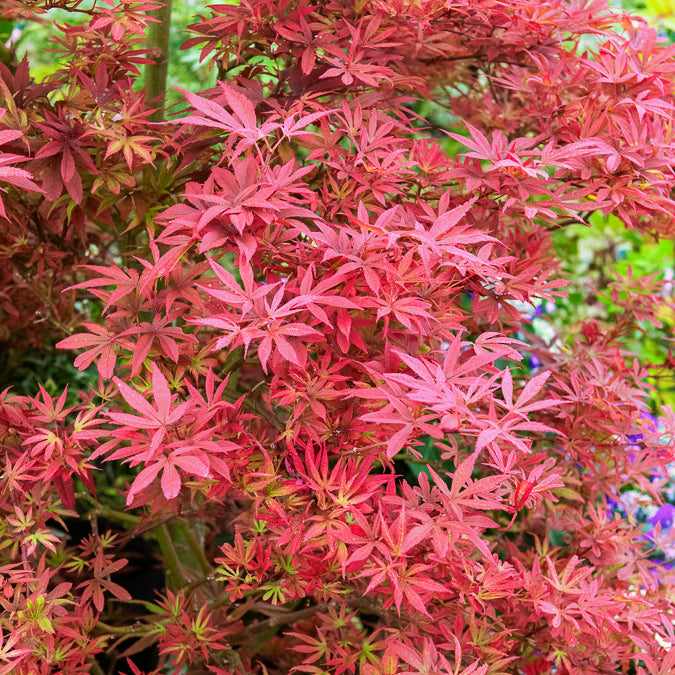 Japanse esdoorn 'Shaina' - Acer palmatum Shaina - Bakker