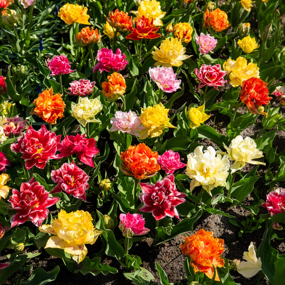 Dubbelbloemige tulp Mix 'Murillo'