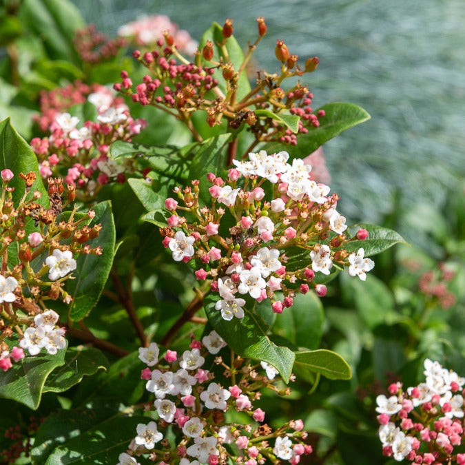 Sneeuwbal 'Gwenllian' - Viburnum tinus Gwenllian - Bakker