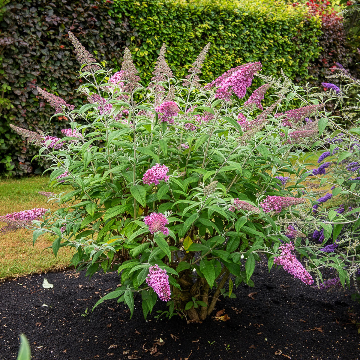 Vlinderstruik 'Pink Delight' - Bakker